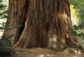 Fire scarred giant sequoia